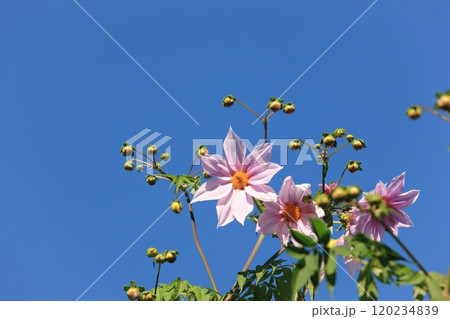 皇帝ダリアの花 皇帝ダリアの花 120234839
