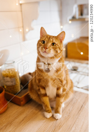 Red cat with a collar sits on a wooden table in front of kitchen counter, waiting for its owner to return Red cat with a collar sits on a wooden table in front of kitchen counter, waiting for its owner to return 120234990