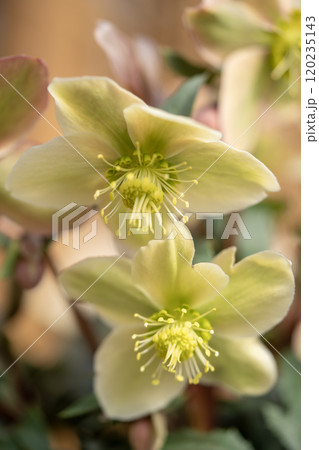 クリスマスローズ 120235143