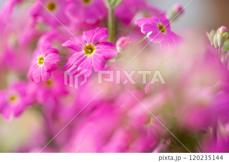 サクラソウ 120235144