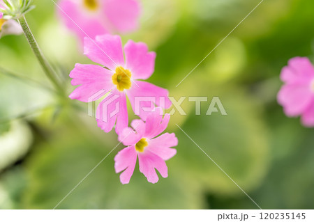 サクラソウ 120235145