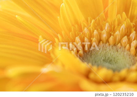 黄色いガーベラの花のアップ 120235210
