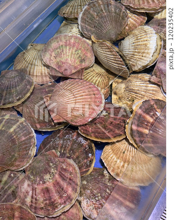 活ホタテ　活ほたて　殻付ホタテ　殻付ほたて　殻付帆立　活帆立　ホタテ貝　ほたて貝　帆立貝 120235402