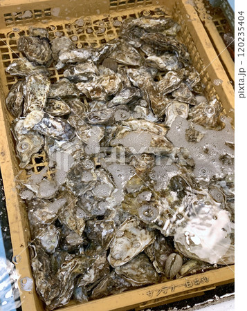 活牡蠣　殻付き牡蠣 120235404