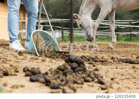 Close up of cleaning horse manure by scoop and brush at pasture of stall at stable 120235450
