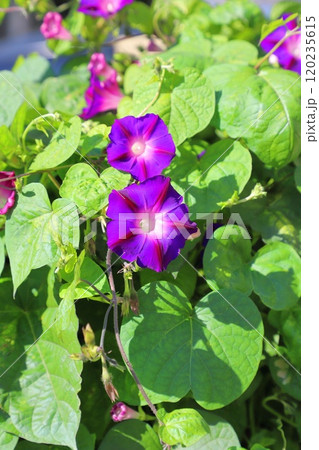 丸い葉の丸葉朝顔(マルバアサガオ) 丸い葉の丸葉朝顔(マルバアサガオ) 120235615