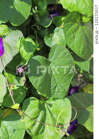 丸い葉の丸葉朝顔（マルバアサガオ） 120235617