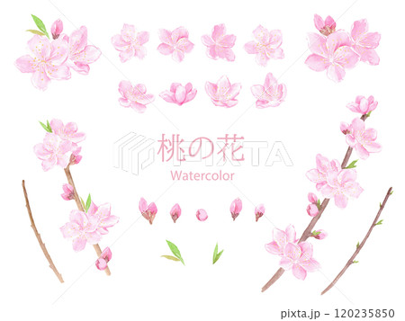 水彩で描いた桃の花のベクターイラストセット 水彩で描いた桃の花のベクターイラストセット 120235850