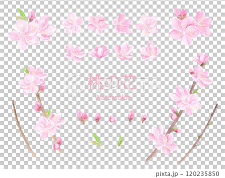 水彩で描いた桃の花のベクターイラストセット 水彩で描いた桃の花のベクターイラストセット 120235850