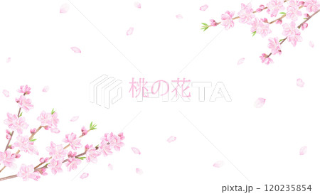 水彩で描いた桃の花の背景 120235854