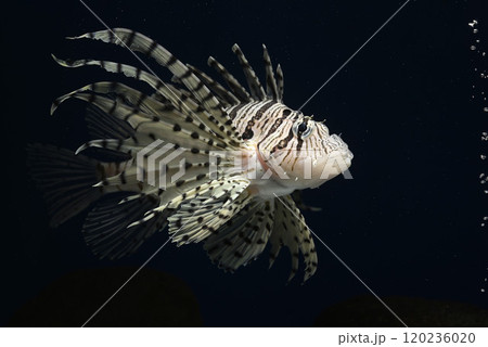 ミノカサゴ　カサゴ　Lionfish　毒魚　クラシックレンズ 120236020