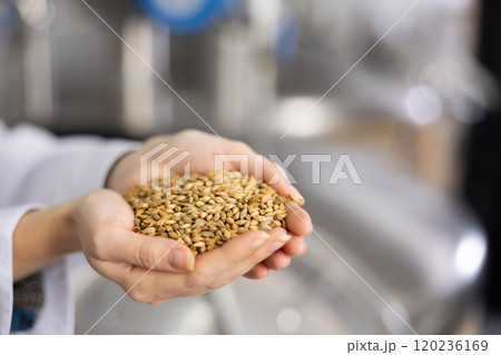 Barley in female palms close-up against the background of brewery 120236169