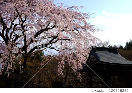 枝垂れ桜と鐘楼 【相模原市津久井 4月】 枝垂れ桜と鐘楼 【相模原市津久井 4月】 120236285