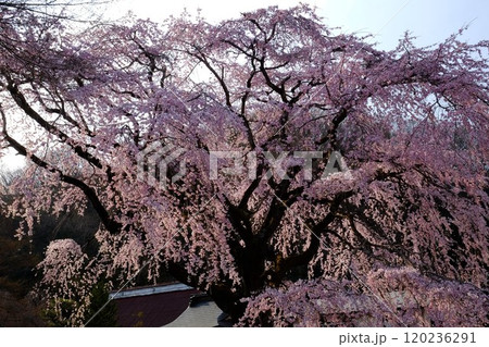 満開の枝垂れ桜咲く雲居寺　【相模原市津久井　4月】 120236291