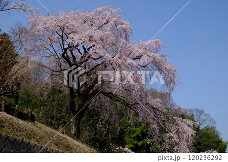 土手に咲く満開の枝垂れ桜　【相模原市津久井　4月】 120236292