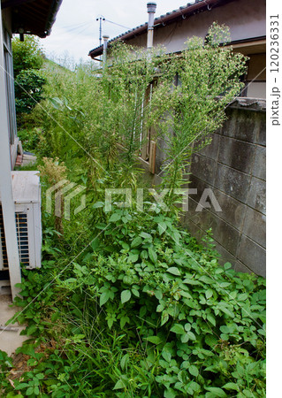 雑草の伸びた空き家の庭（中古住宅） 120236331
