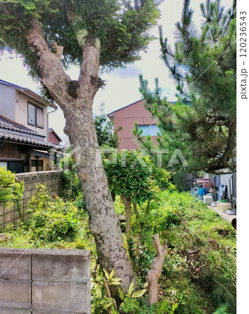 庭木が倒れそうな空き家の庭(中古住宅) 庭木が倒れそうな空き家の庭(中古住宅) 120236543