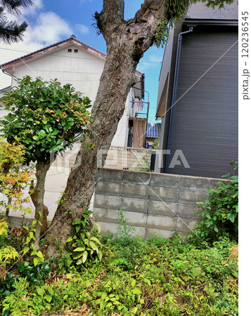 庭木が倒れそうな空き家の庭（中古住宅） 120236545