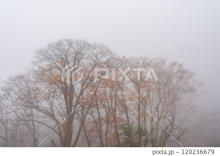 紅葉の立山黒部アルペンルート　長野2024 120236679