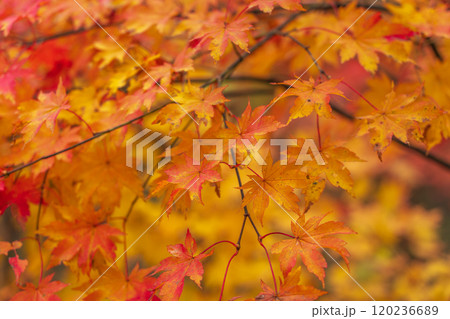 紅葉の立山黒部アルペンルート　長野2024 120236689