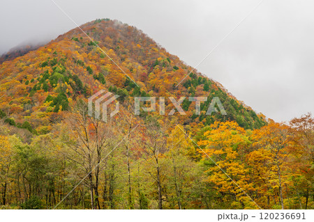 紅葉の立山黒部アルペンルート 長野2024 紅葉の立山黒部アルペンルート 長野2024 120236691