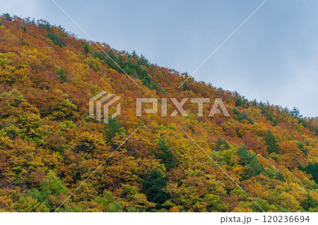 紅葉の立山黒部アルペンルート 長野2024 紅葉の立山黒部アルペンルート 長野2024 120236694