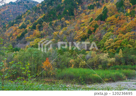 紅葉の立山黒部アルペンルート　長野2024 120236695