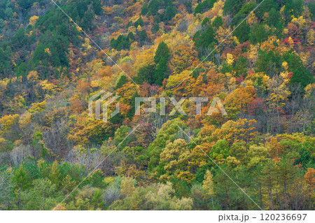 紅葉の立山黒部アルペンルート 長野2024 紅葉の立山黒部アルペンルート 長野2024 120236697