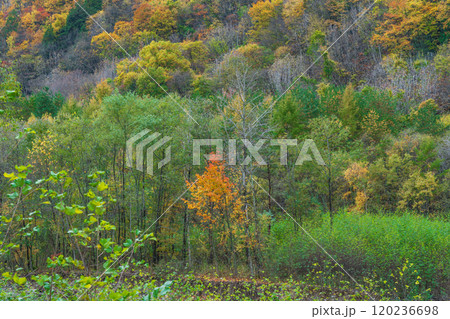 紅葉の立山黒部アルペンルート　長野2024 120236698