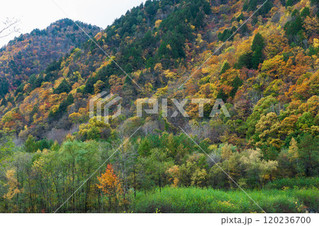 紅葉の立山黒部アルペンルート 長野2024 紅葉の立山黒部アルペンルート 長野2024 120236700