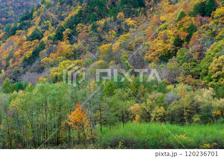 紅葉の立山黒部アルペンルート 長野2024 紅葉の立山黒部アルペンルート 長野2024 120236701