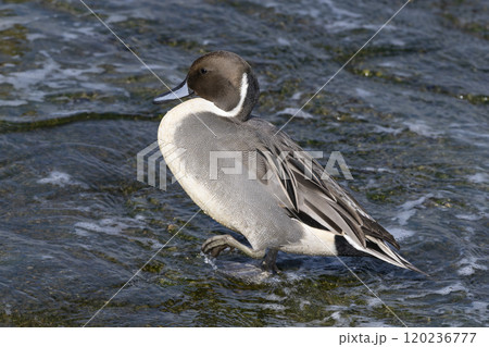 オナガガモ 120236777