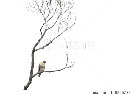 ノスリ ノスリ 120236788