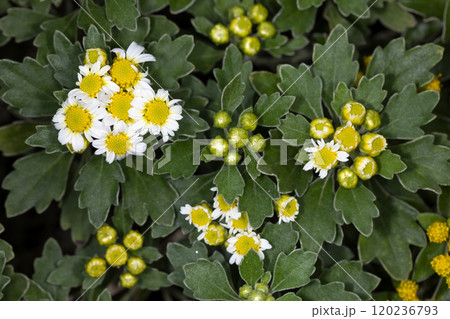 ハナイソギク 120236793