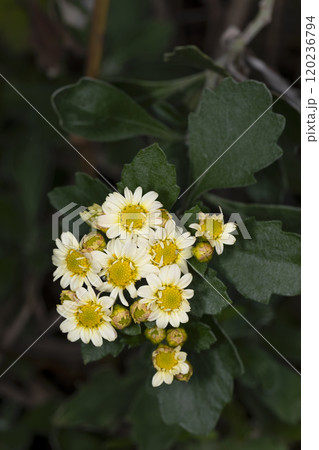 ハナイソギク 120236794