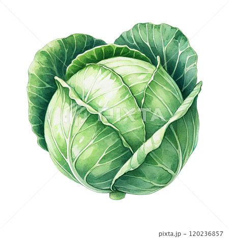 鮮やかなキャベツのイラスト 高解像度png素材   120236857