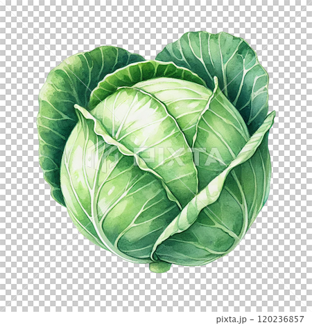 鮮やかなキャベツのイラスト 高解像度png素材   120236857