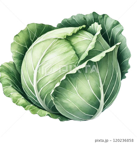 鮮やかなキャベツのイラスト 高解像度png素材   120236858