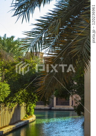 Leaves of a tropical palm tree 120236961