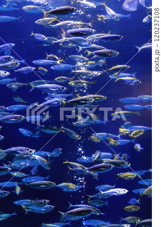Fish in the aquarium 120237108
