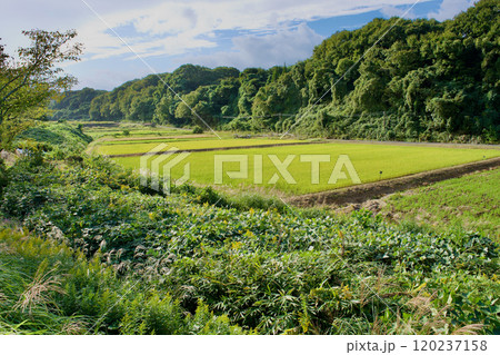 稲刈りをした晩秋の農村風景 稲刈りをした晩秋の農村風景 120237158