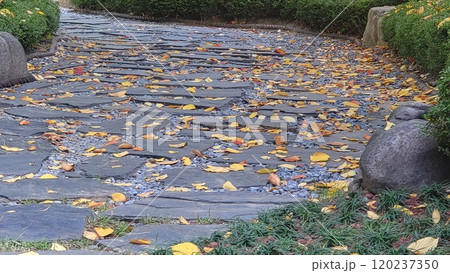 autumn street autumn street 120237350