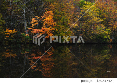 水面に紅葉が写り込んだ戸隠鏡池 水面に紅葉が写り込んだ戸隠鏡池 120237421
