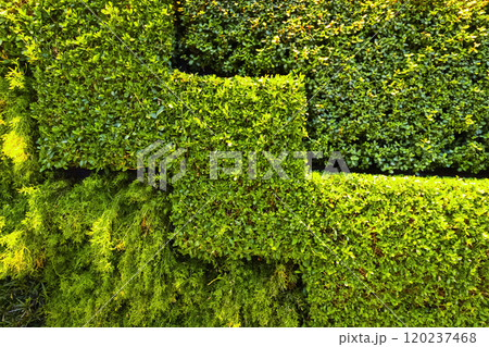 Artificial decoration of the bushes Artificial decoration of the bushes 120237468