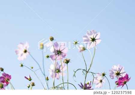 コスモスと青空 120237598