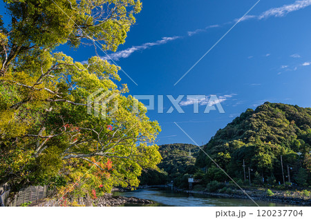 宇治川沿いの黄色く色づいた木々　京都府宇治市 120237704