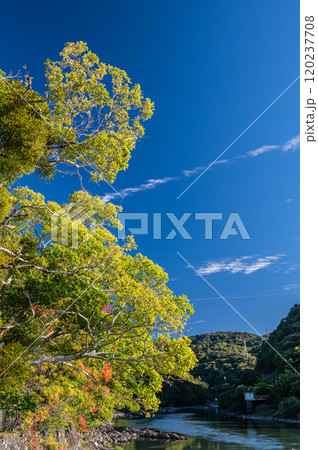 宇治川沿いの黄色く色づいた木々 京都府宇治市 宇治川沿いの黄色く色づいた木々 京都府宇治市 120237708
