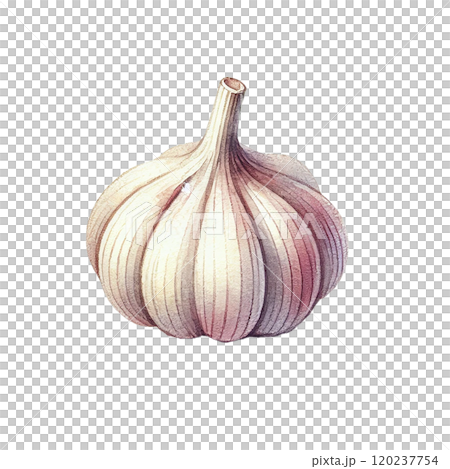 大蒜插畫高解析度png素材 120237754
