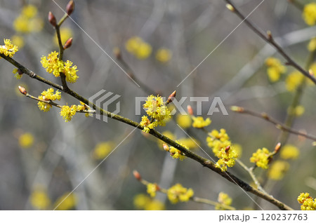 ダンコウバイ 120237763