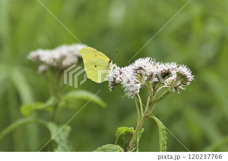 スジボソヤマキチョウとフジバカマ 120237766